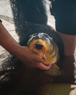 Carp Ready Rigs Fluoro D-Rig Size 4 3pcs