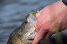 Fox Rage Micro Jig Heads 'Size 2 / 3g