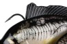 Realistic replicant Mirror Carp 23cm