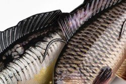 Realistic replicant Common Carp 23cm