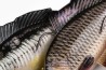 Realistic replicant Common Carp 23cm
