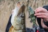 Replicant Jointed Tench 14cm/5,5"" Super Natural Tench x 1pcs