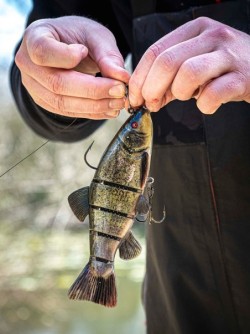 Replicant Jointed Tench 18cm/7"" Super Natural Tench x 1pcs