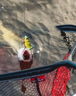 Fox Rage Short Mag -Net Large
