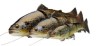 4D LT TROUT 25CM 180G SS LEMON T