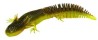 NED SALAMANDER 7.5CM 3G F GPK 5PCS