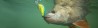 Slider SNK 12cm REAL ROACH