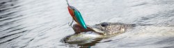 Slider SNK 12cm REAL HOT PERCH