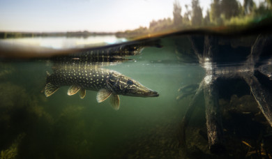 Galaxie pêche carnassier